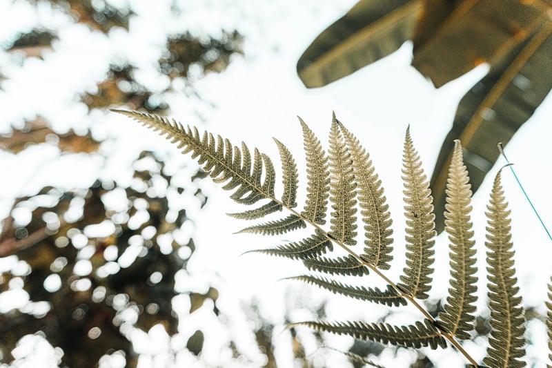 Plants in partial sun